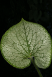 Brunnera macrophylla 'Jack Frost' RCP4-09 121.jpg
